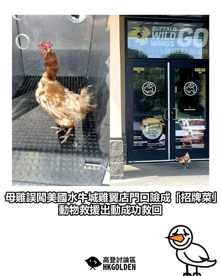 【母雞誤闖美國水牛城雞翼店門口險成「招牌菜」　動物救援出動成功救回】
