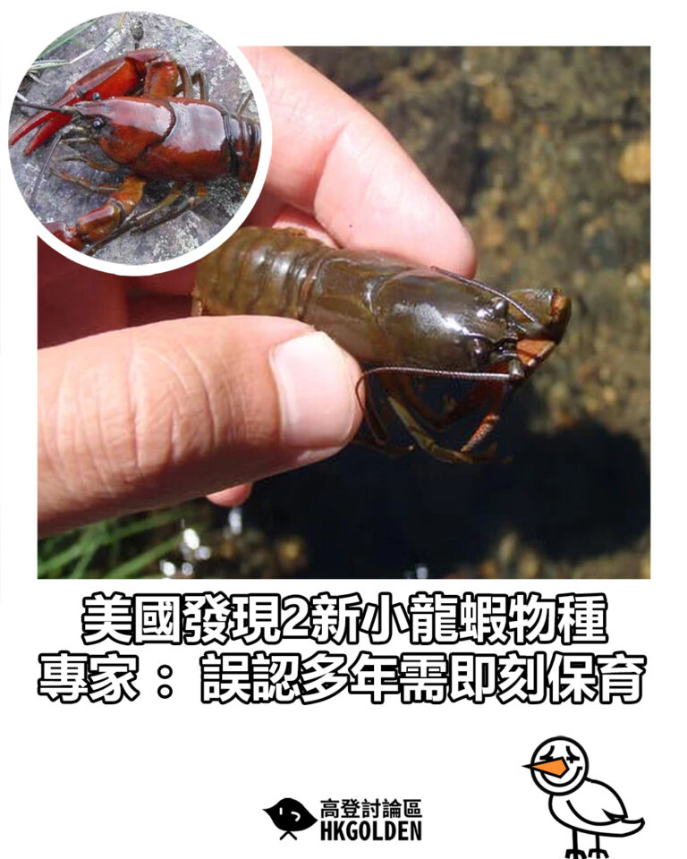 【美國發現2新小龍蝦物種  專家：誤認多年需即刻保育】