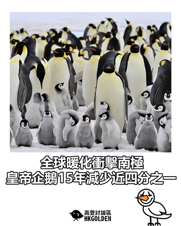【全球暖化衝擊南極　皇帝企鵝15年減少近四分之一】
