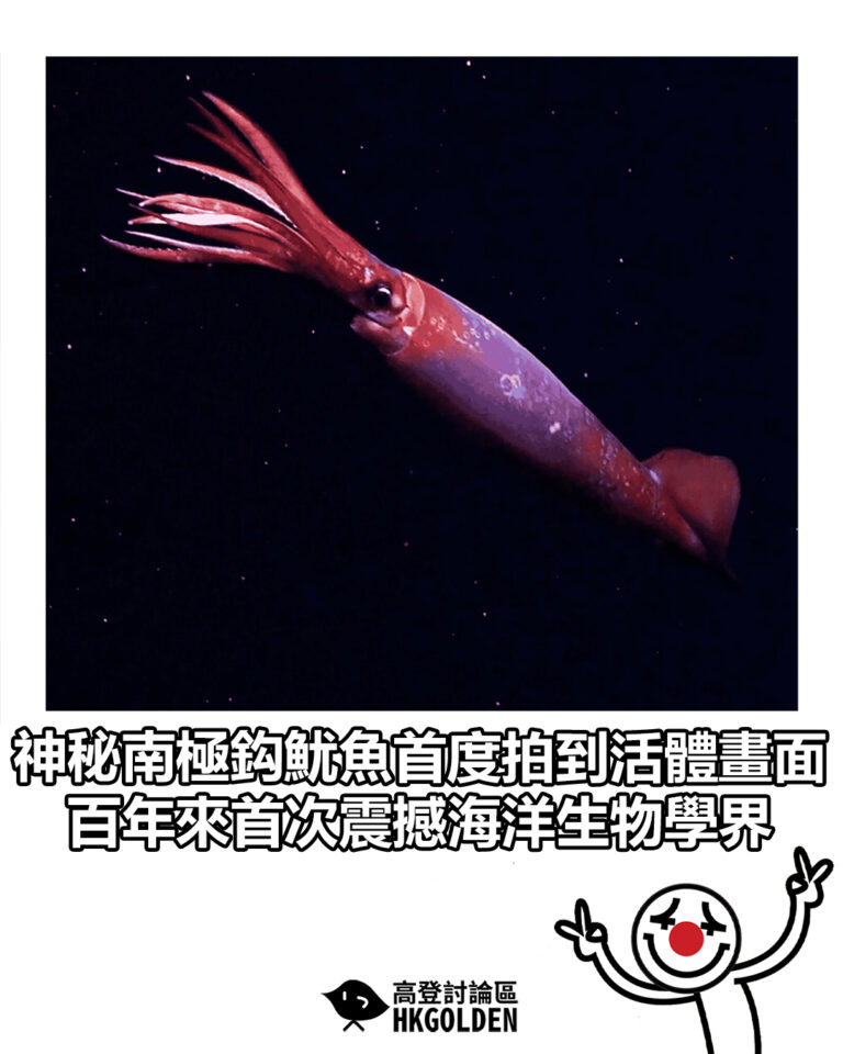 【神秘南極鈎魷魚首度拍到活體畫面　百年來首次震撼海洋生物學界】