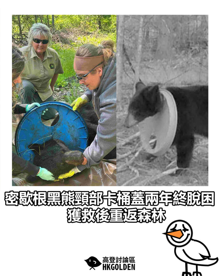 【密歇根黑熊頸部卡桶蓋兩年終脫困  獲救後重返森林】
