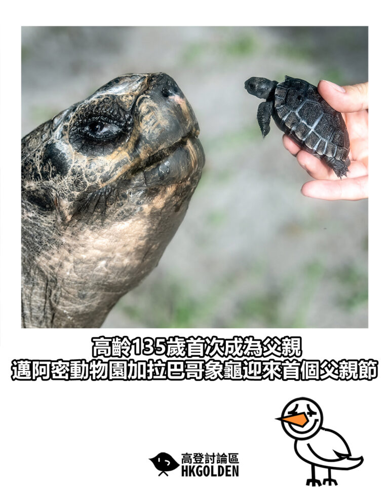 【高齡135歲首次成為父親 邁阿密動物園加拉巴哥象龜迎來首個父親節】