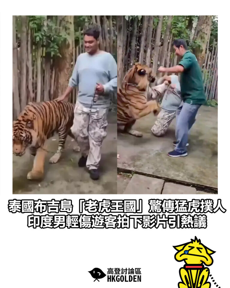 【泰國布吉島「老虎王國」驚傳猛虎撲人 印度男輕傷遊客拍下影片引熱議】