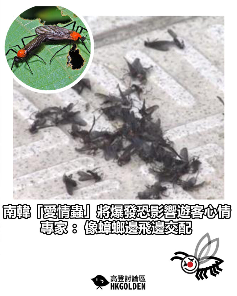 【南韓「愛情蟲」將爆發恐影響遊客心情　專家：像蟑螂邊飛邊交配】