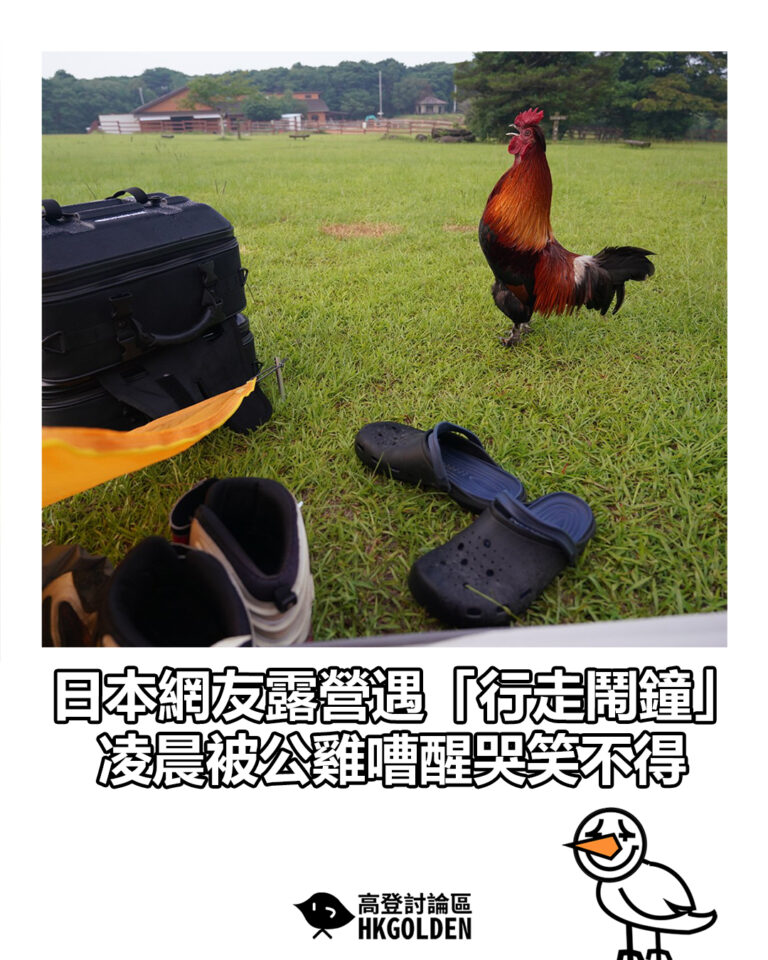 【日本網友露營遇「行走鬧鐘」　凌晨被公雞嘈醒哭笑不得】