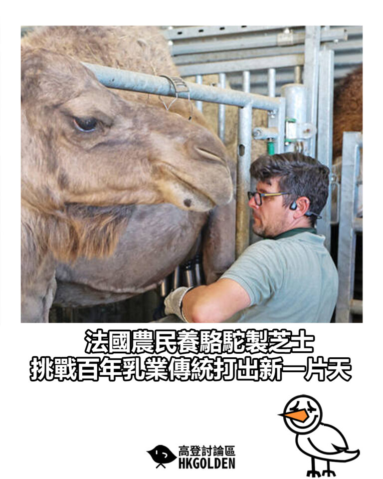 【法國農民養駱駝製芝士 挑戰百年乳業傳統打出新一片天】