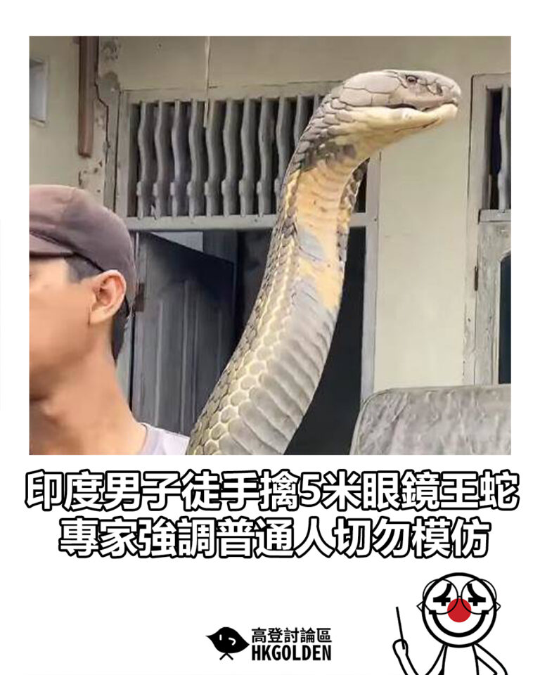 【印度男子徒手擒5米眼鏡王蛇 專家強調普通人切勿模仿】
