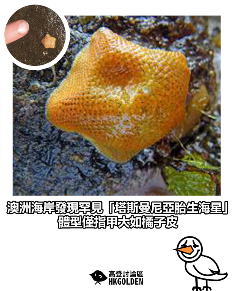 【澳洲海岸發現罕見「塔斯曼尼亞胎生海星」　體型僅指甲大如橘子皮】