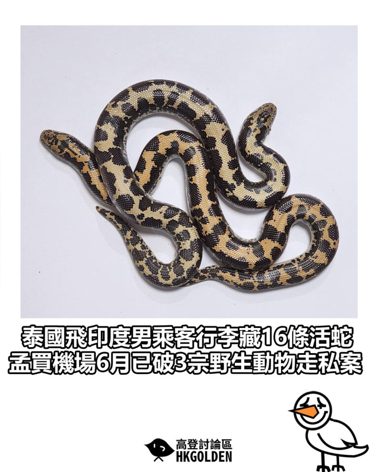 【泰國飛印度男乘客行李藏16條活蛇　孟買機場6月已破3宗野生動物走私案】
