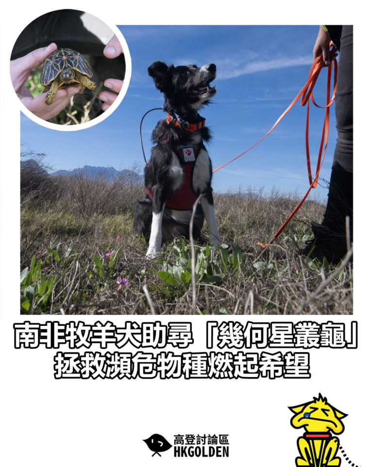 【南非牧羊犬助尋「幾何星叢龜」　拯救瀕危物種燃起希望】