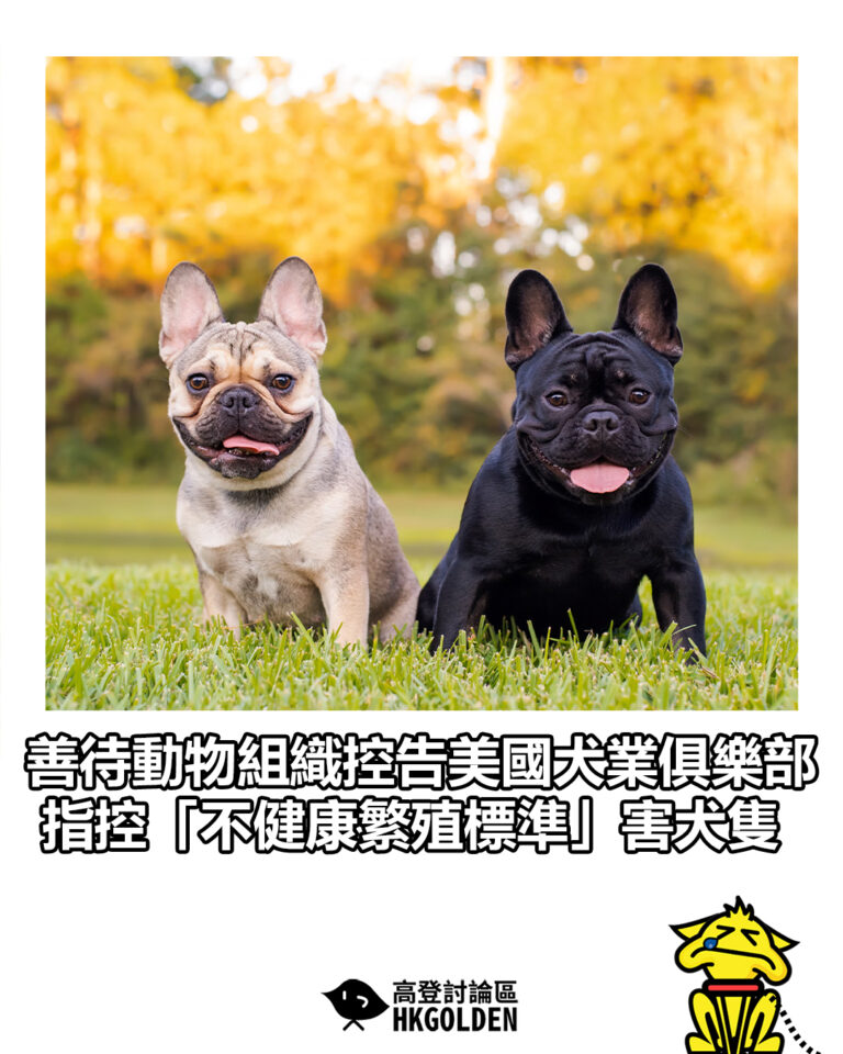 【善待動物組織控告美國犬業俱樂部　指控「不健康繁殖標準」害犬隻】