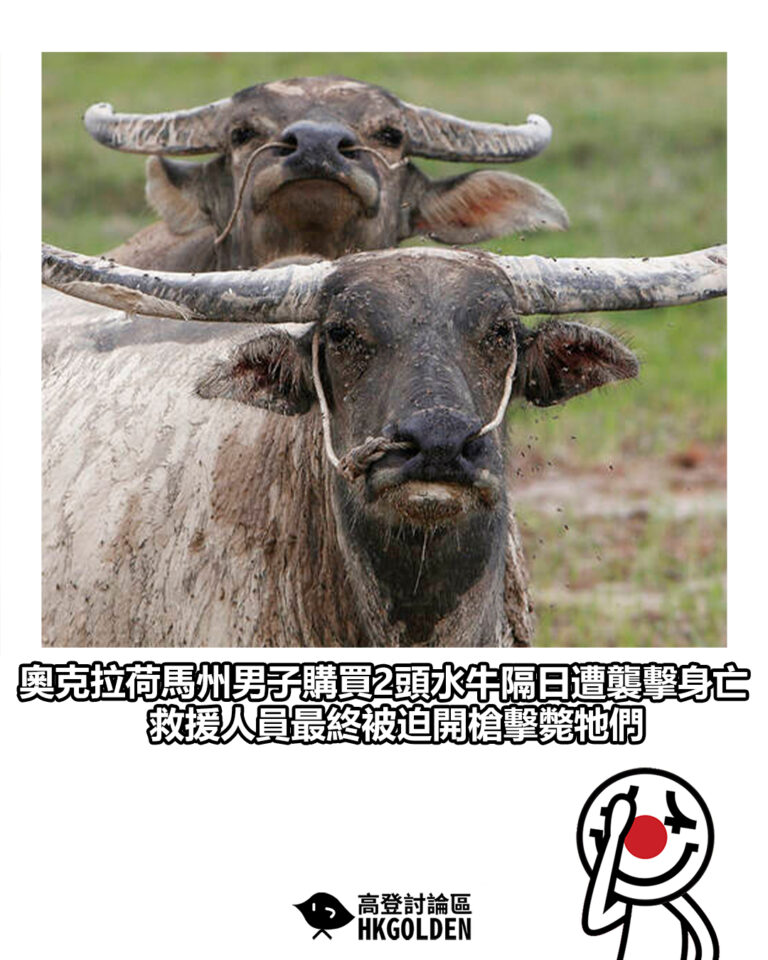 【奧克拉荷馬州男子購買2頭水牛隔日遭襲擊身亡　救援人員最終被迫開槍擊斃牠們】