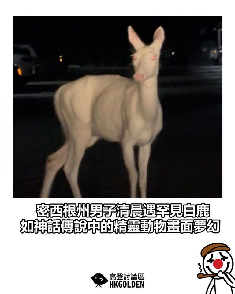 【密西根州男子清晨遇罕見白鹿 如神話傳說中的精靈動物畫面夢幻】