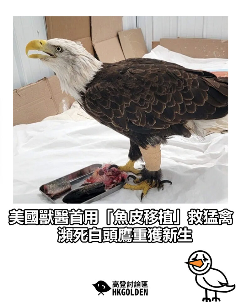 【美國獸醫首用「魚皮移植」救猛禽　瀕死白頭鷹重獲新生】
