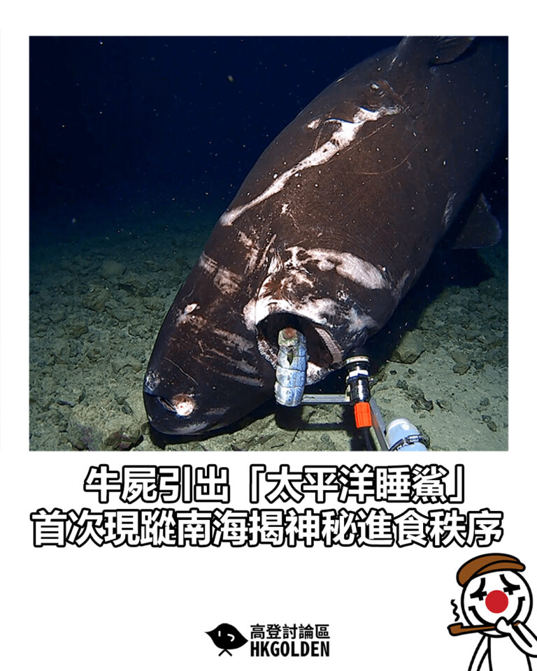【牛屍引出「太平洋睡鯊」　首次現蹤南海揭神秘進食秩序】