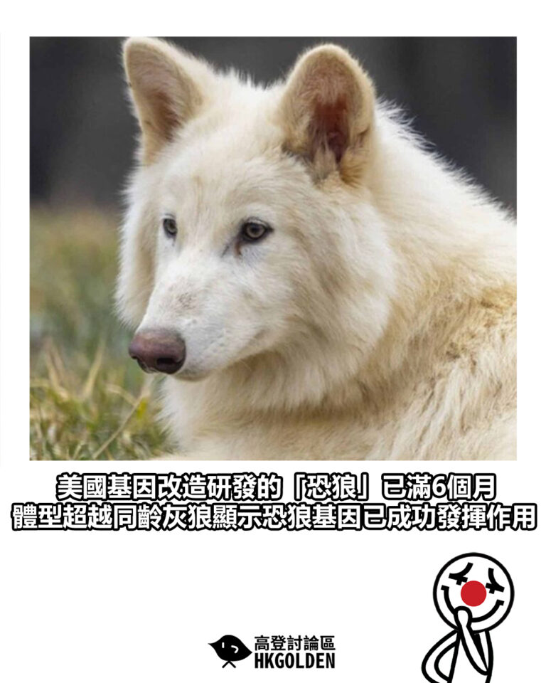 【美國基因改造研發的「恐狼」已滿6個月 體型超越同齡灰狼顯示恐狼基因已成功發揮作用】
