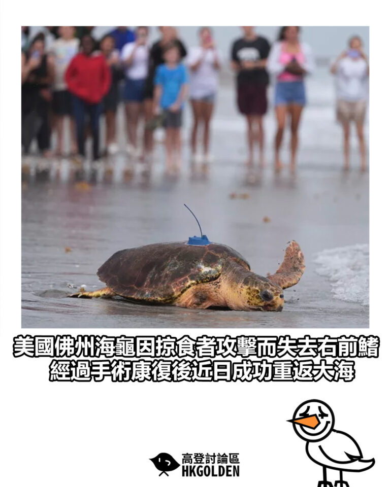 【美國佛州海龜因掠食者攻擊而失去右前鰭 經過手術康復後近日成功重返大海】