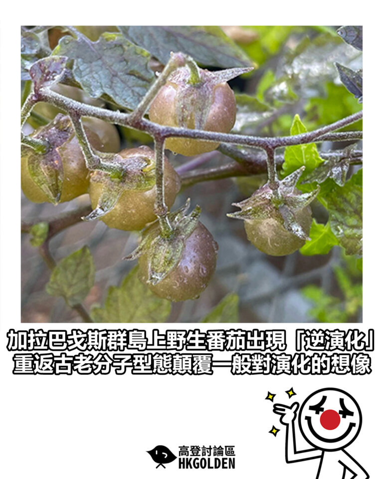 【加拉巴戈斯群島上野生番茄出現「逆演化」 重返古老分子型態顛覆一般對演化的想像】