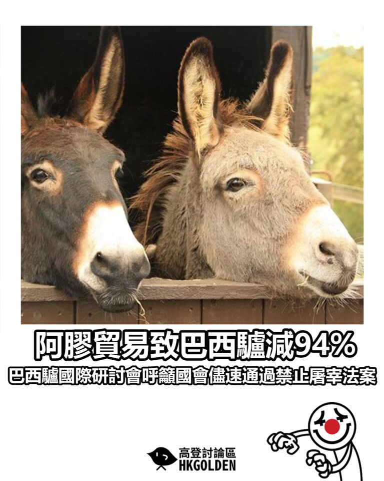 【阿膠貿易致巴西驢減94%  巴西驢國際研討會呼籲國會儘速通過禁止屠宰法案】