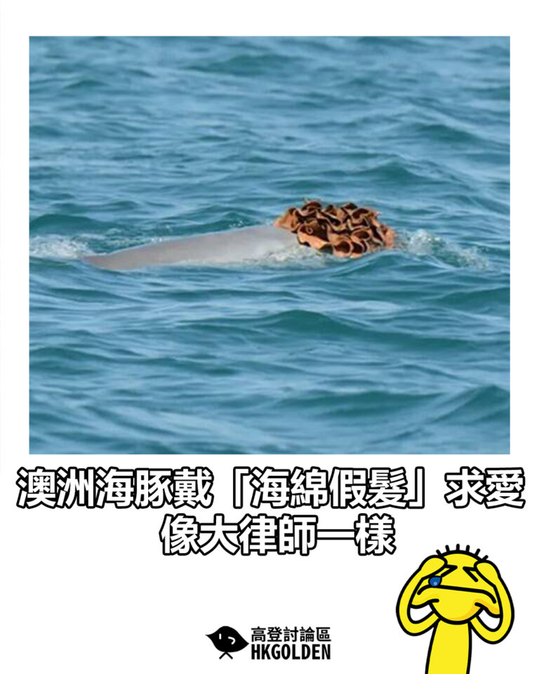 【澳洲海豚戴「海綿假髮」求愛　像大律師一樣】