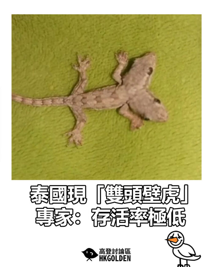 dsghsdgds