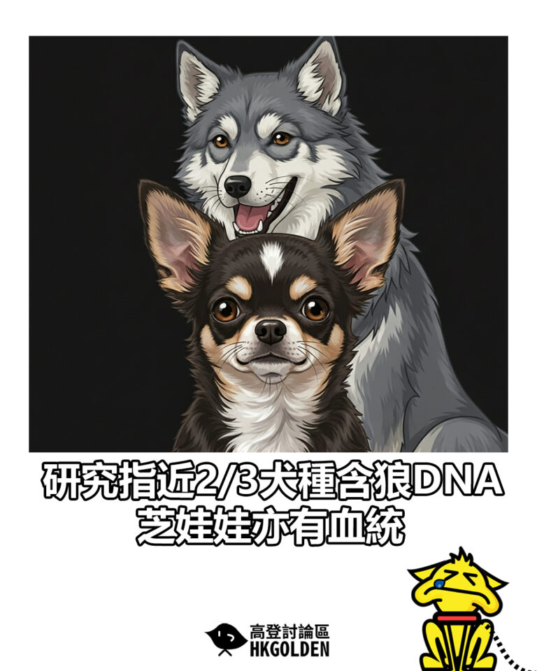 【研究指近2/3犬種含狼DNA　芝娃娃亦有血統】