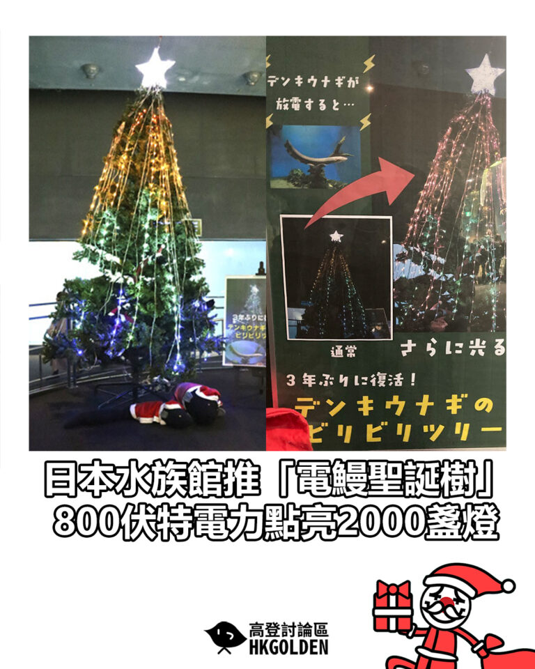 【日本水族館推「電鰻聖誕樹」　800伏特電力點亮2000盞燈】