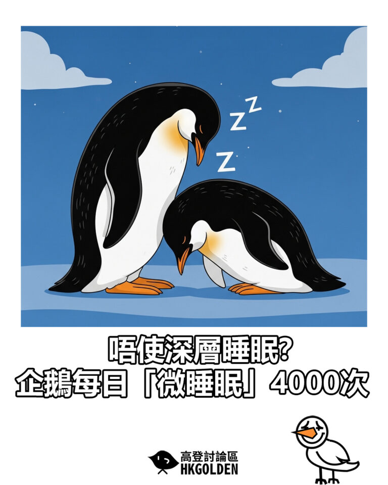 【唔使深層睡眠？企鵝每日「微睡眠」4000次】