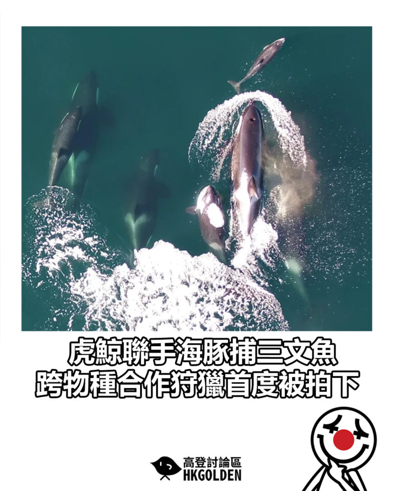 【虎鯨聯手海豚捕三文魚　跨物種合作狩獵首度被拍下】