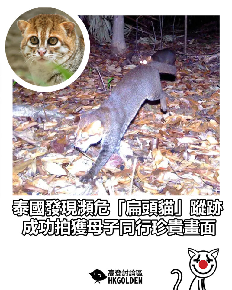 【泰國發現瀕危「扁頭貓」蹤跡  成功拍獲母子同行珍貴畫面】