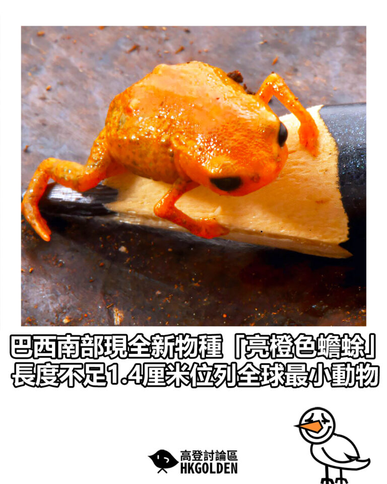 【巴西南部現全新物種「亮橙色蟾蜍」　長度不足1.4厘米位列全球最小動物】