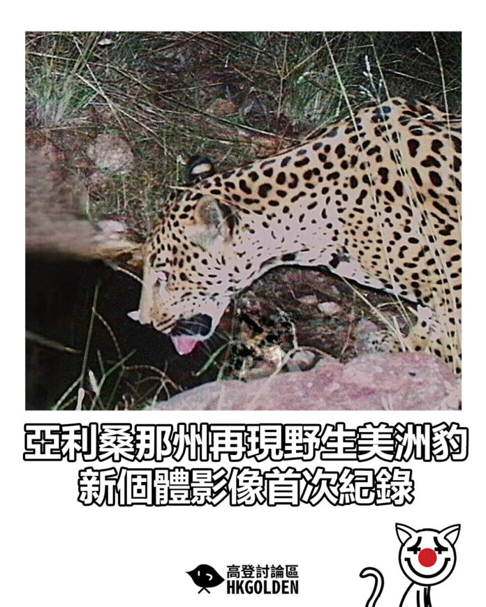 dsgsaga