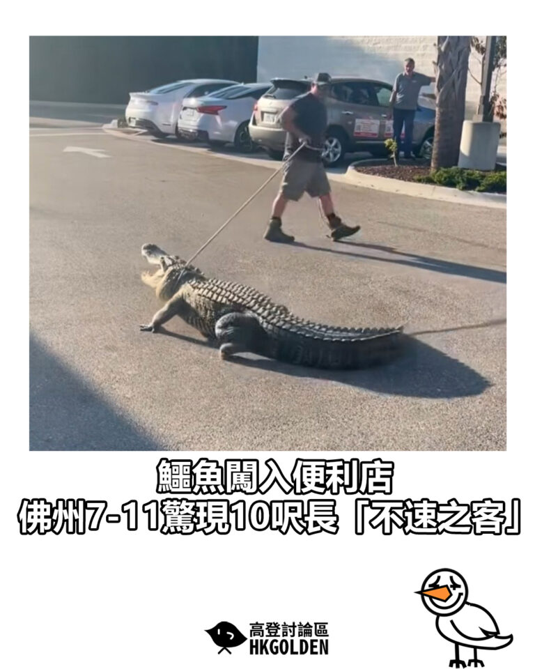 【鱷魚闖入便利店　佛州7-11驚現10呎長「不速之客」】