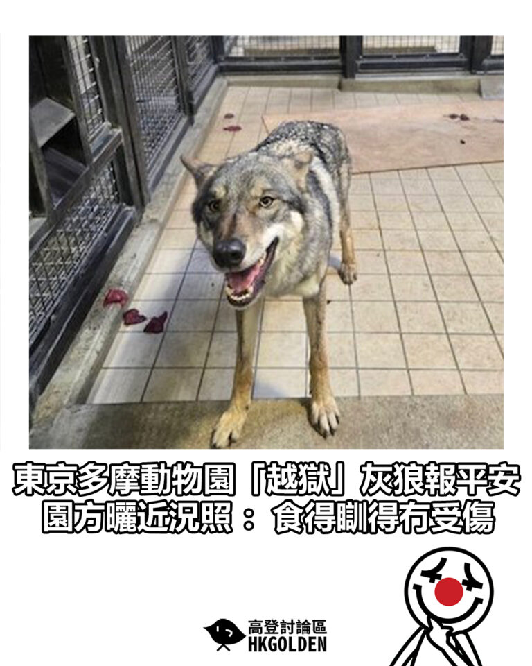 【東京多摩動物園「越獄」灰狼報平安 園方曬近況照：食得瞓得冇受傷】