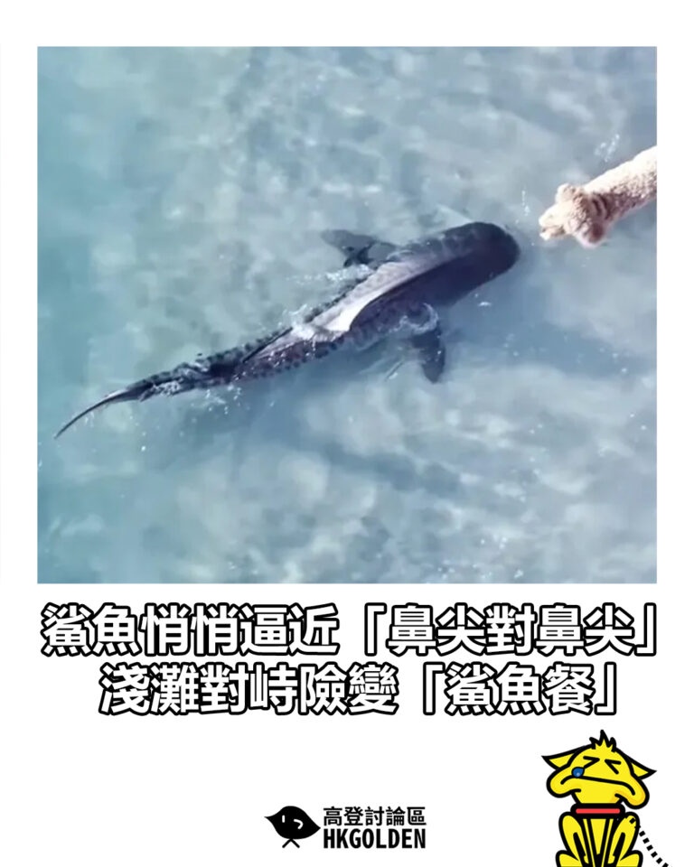 【 鯊魚悄悄逼近「鼻尖對鼻尖」 淺灘對峙險變「鯊魚餐」】