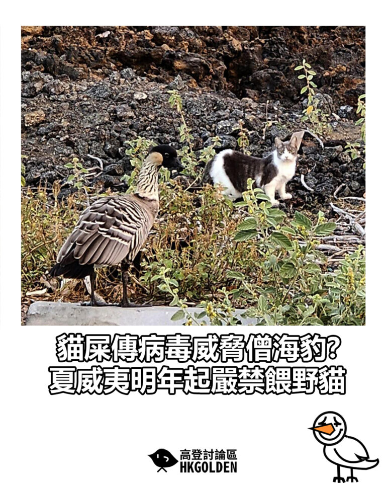 【貓屎傳病毒威脅僧海豹？ 夏威夷明年起嚴禁餵野貓】