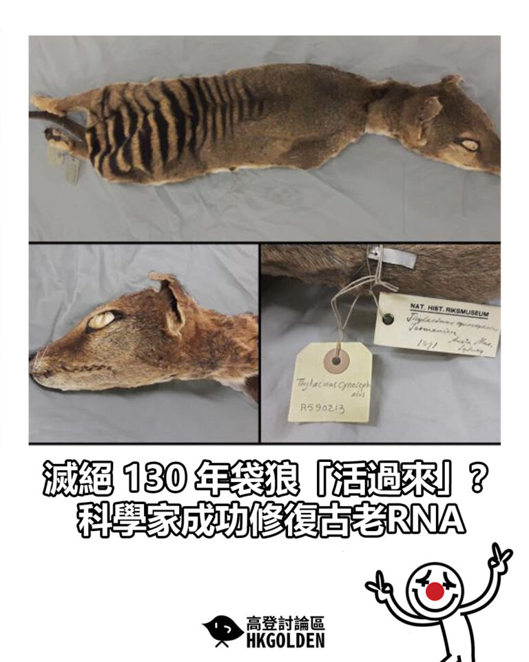 【滅絕 130 年袋狼「活過來」？　科學家成功修復古老RNA】