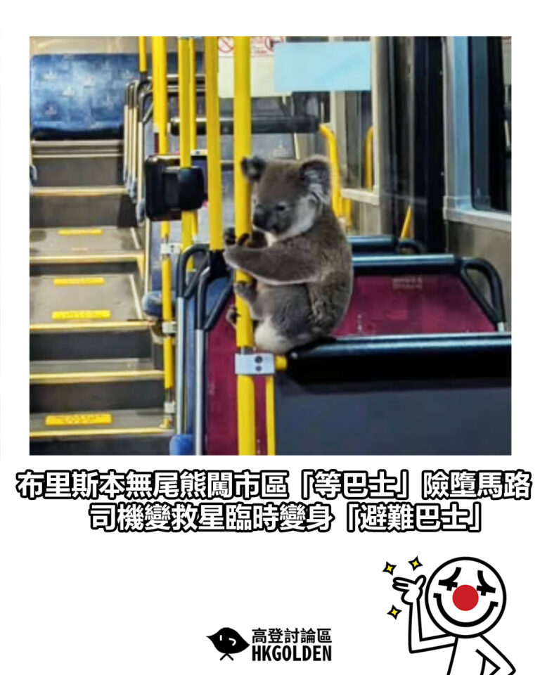 【布里斯本無尾熊闖市區「等巴士」險墮馬路 司機變救星臨時變身「避難巴士」】