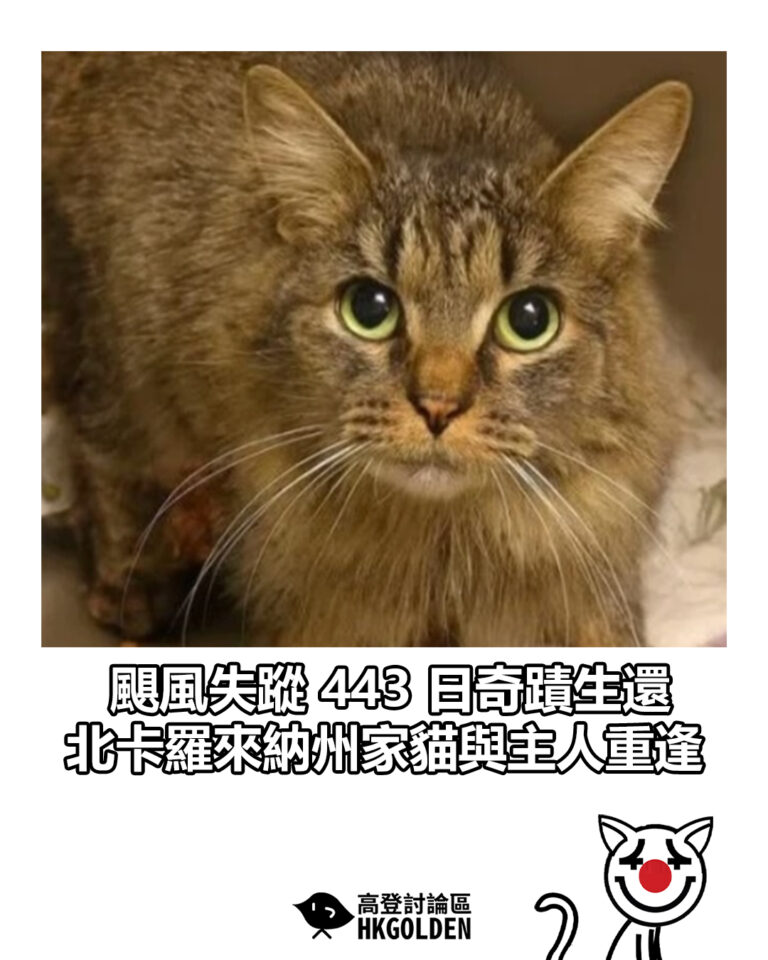 【颶風失蹤 443 日奇蹟生還　北卡羅來納州家貓與主人重逢】