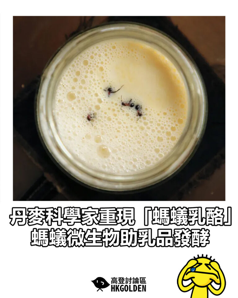 【丹麥科學家重現「螞蟻乳酪」 螞蟻微生物助乳品發酵】