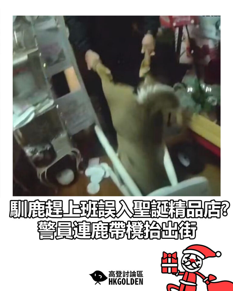 【馴鹿趕上班誤入聖誕精品店?　警員連鹿帶櫈抬出街】