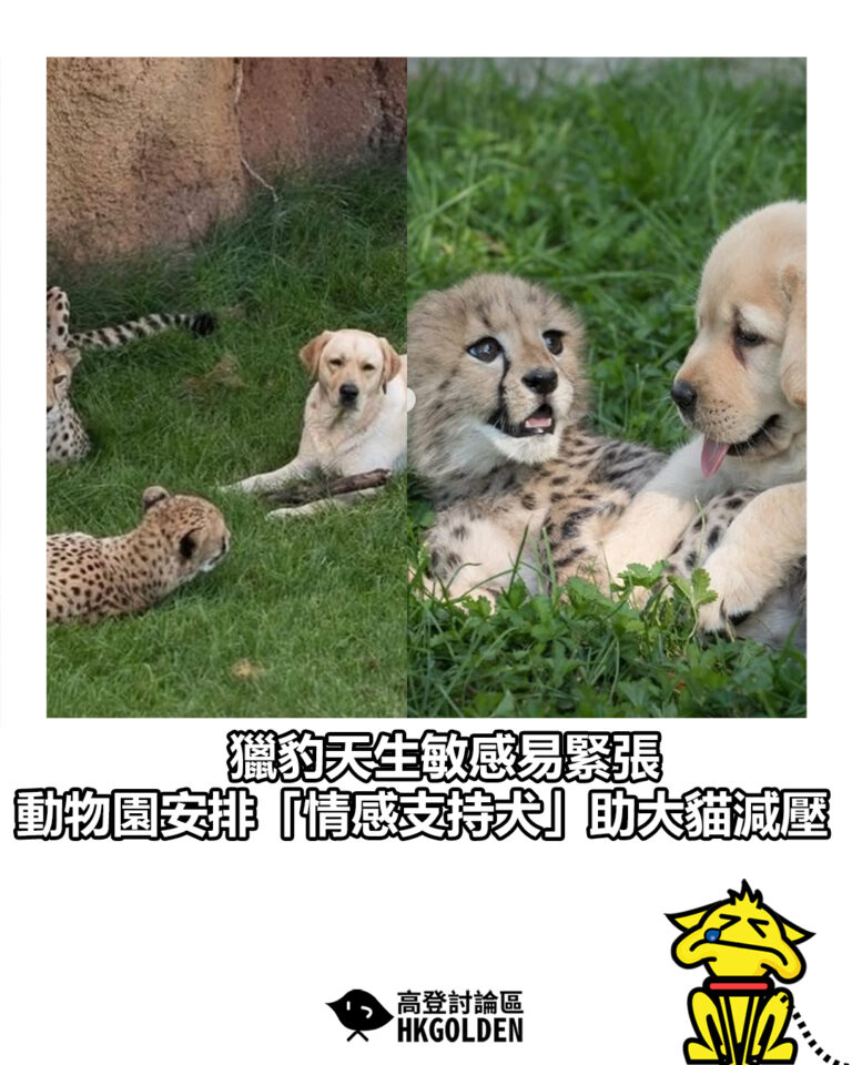 【獵豹天生敏感易緊張　動物園安排「情感支持犬」助大貓減壓】