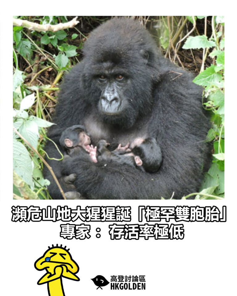 【瀕危山地大猩猩誕「極罕雙胞胎」 專家：存活率極低】