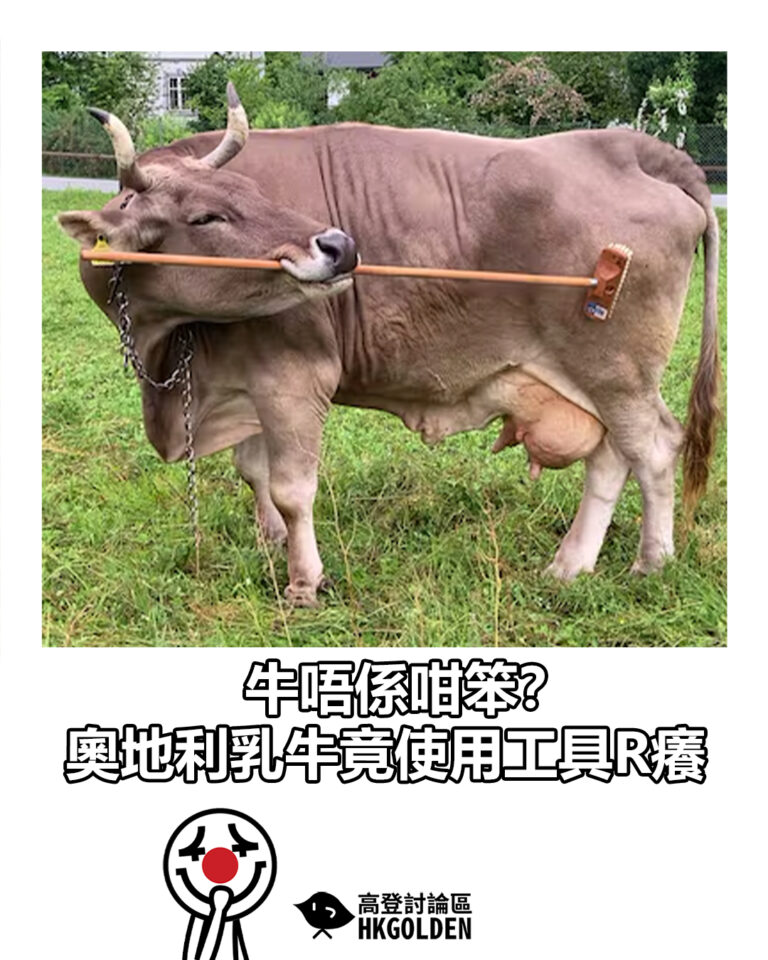 【牛唔係咁笨？ 奧地利乳牛使用工具R癢】
