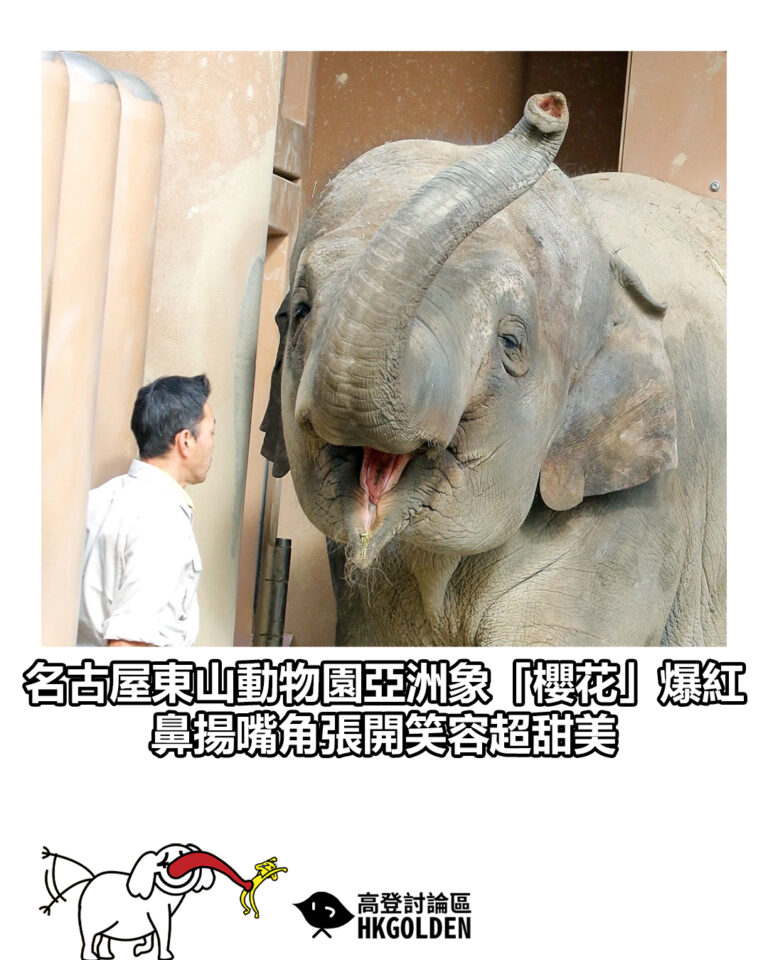【名古屋東山動物園亞洲象「櫻花」爆紅 鼻揚嘴角張開笑容超甜美】