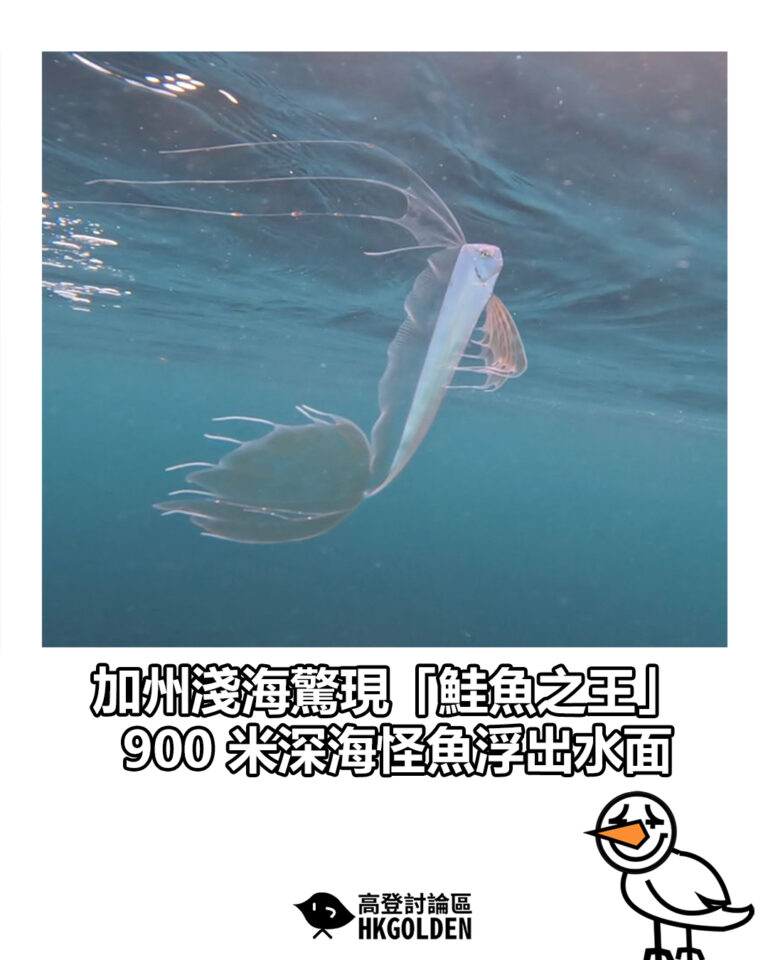 【加州淺海驚現「鮭魚之王」 900 米深海怪魚浮出水面】