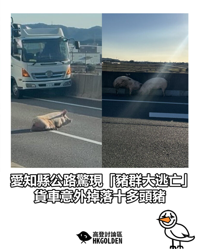 【愛知縣公路驚現「豬群大逃亡」貨車意外掉落十多頭豬】