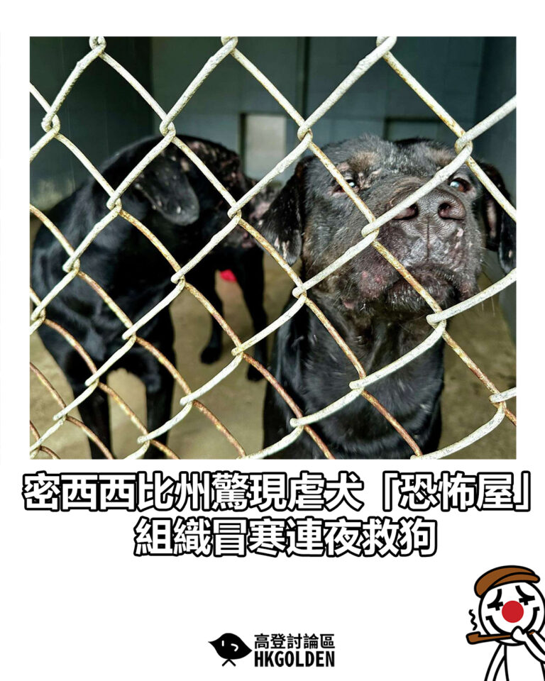 【密西西比州驚現虐犬「恐怖屋」 組織冒寒連夜救狗】
