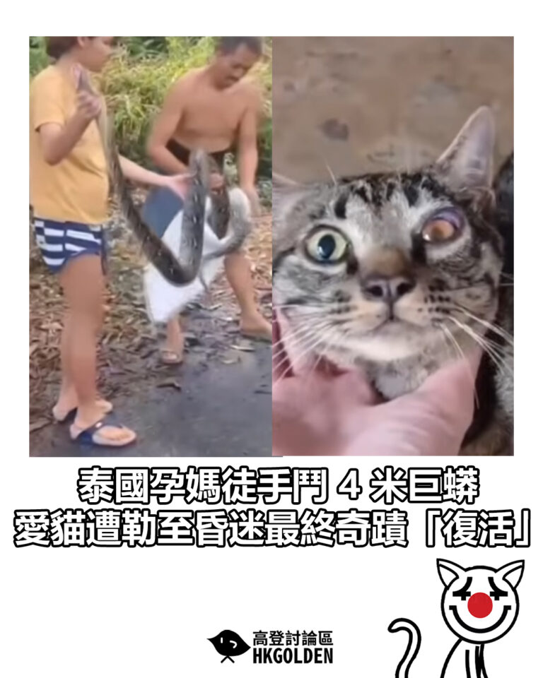 【泰國孕媽徒手鬥 4 米巨蟒 愛貓遭勒至昏迷最終奇蹟「復活」】