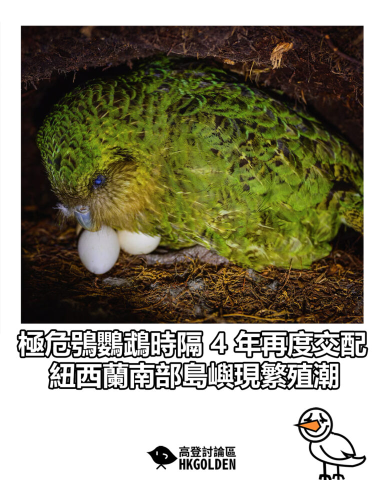 【極危鴞鸚鵡時隔 4 年再度交配  紐西蘭南部島嶼現繁殖潮】